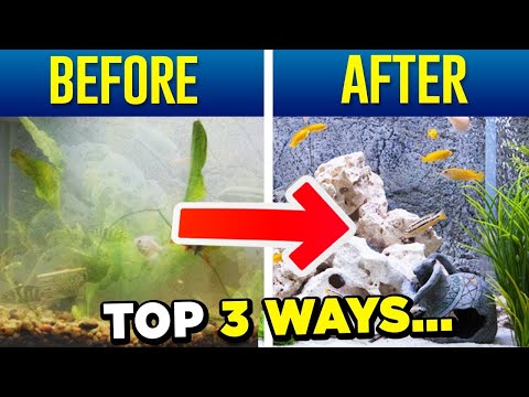 Crystal Clear Aquarium Water - Top 3 Tips (SIMPLE)