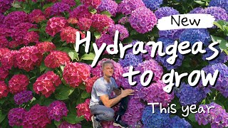 5 New HYDRANGEAS to Grow this Year