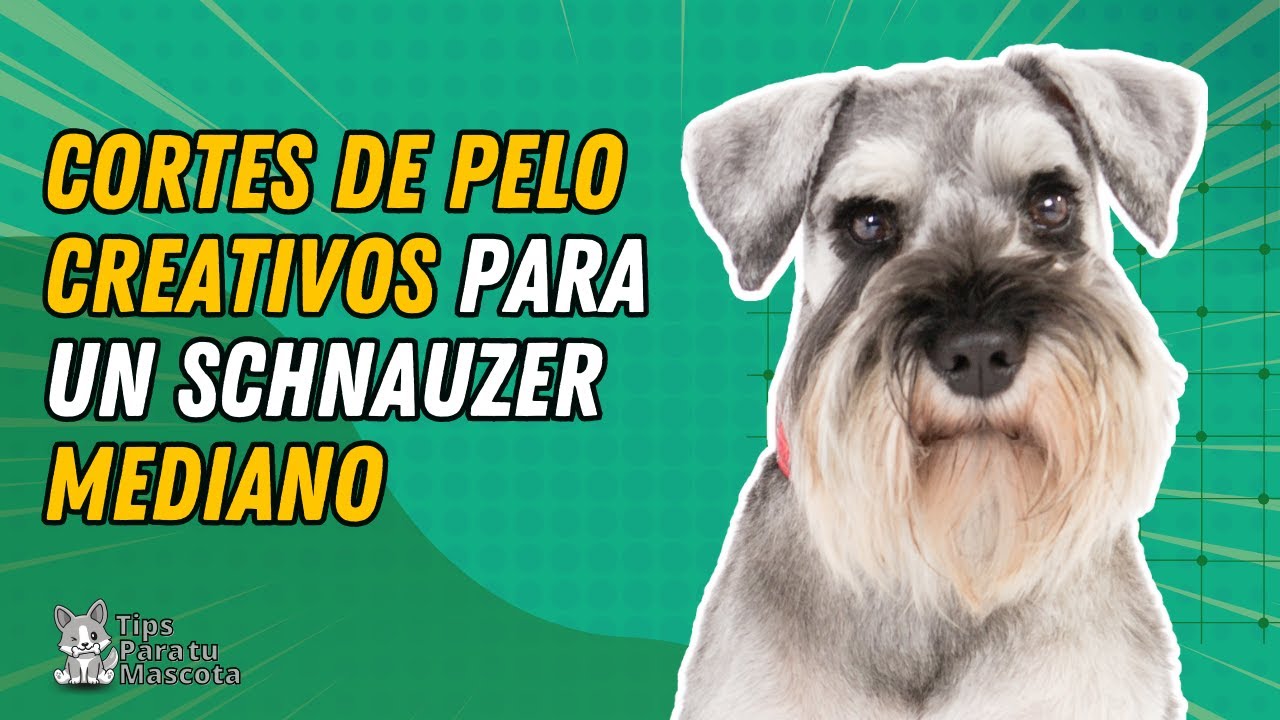 CORTES DE PELO PARA UN SCHNAUZER MEDIANO