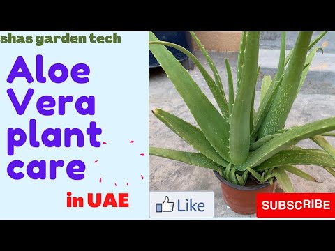 YouTube video about: Where to buy aloe vera plant in dubai?