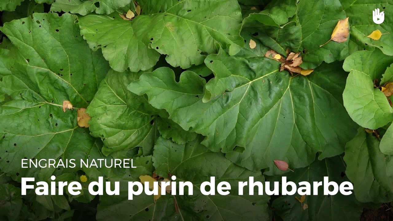 La P'tite Ortie Dans La Prairie Limousin