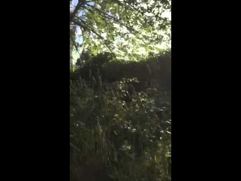 Craigslist Yard Work Needed