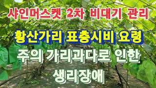 샤인머스켓 2차 비대기관리 가리로 속살 키우고 인산으로 당도올린다