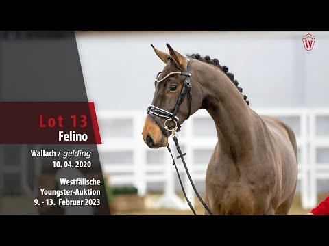 Youngster Online-Auktion Lot 13 Felino Wallach v. Fürst Samarant - Belissimo M