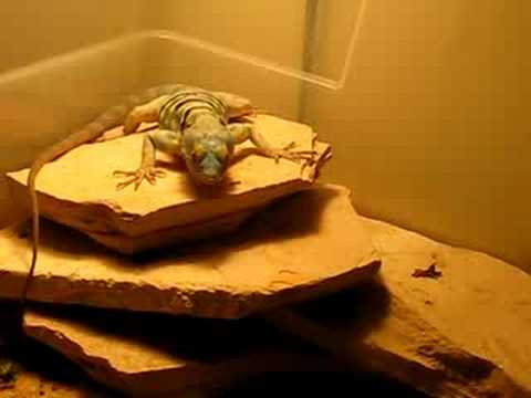 YouTube Video qtgmc7X-ME0