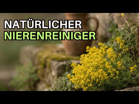 Galium verum (Labkraut): Käse ohne Labor, Heilung ohne Chemie