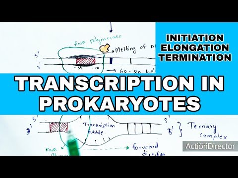 POINT MUTATION BY PHANINDRA GUPTHA