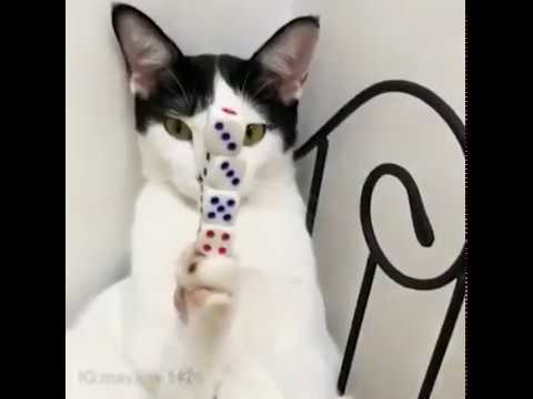 Кот, познавший дзэн
