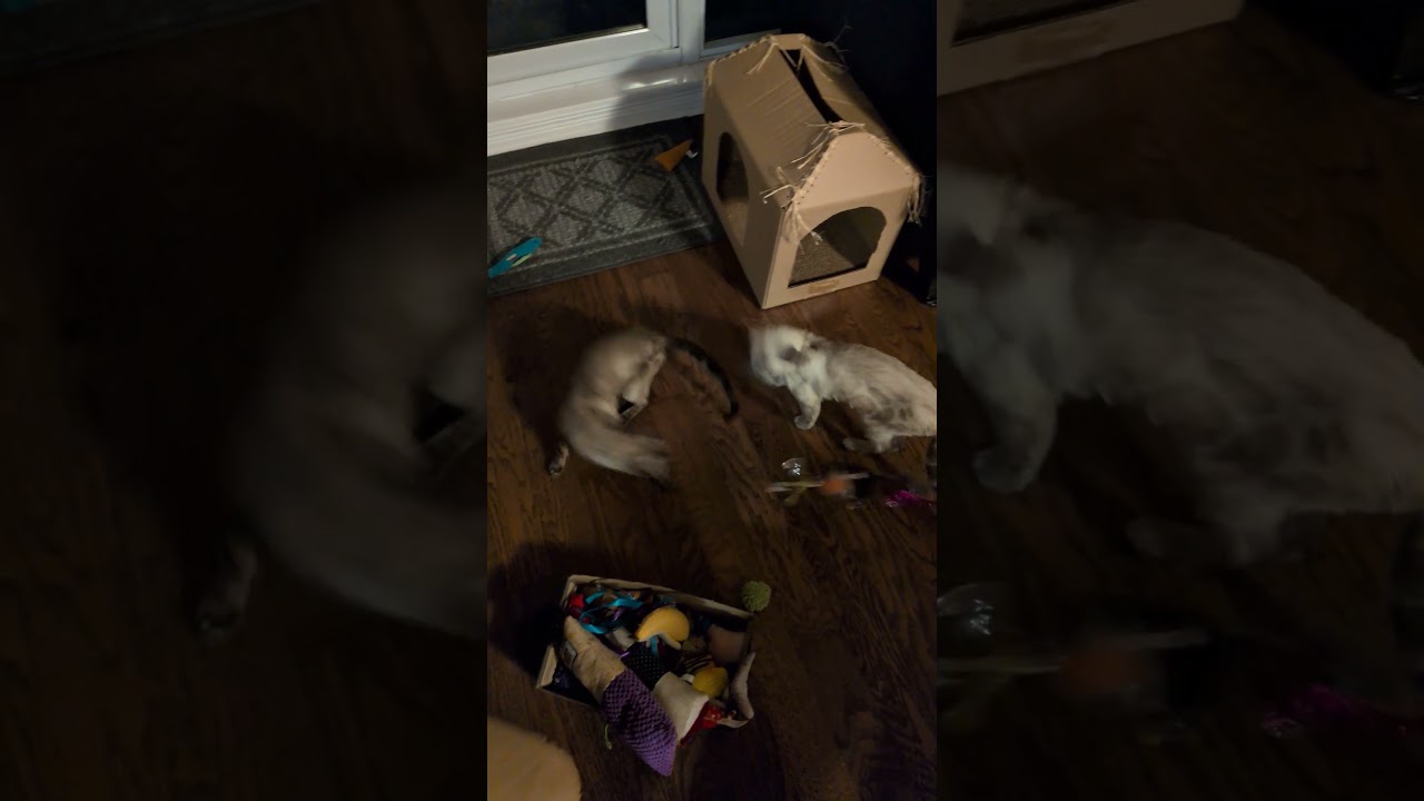 Enlarge Kris, a ADOPTABLE Bengal in Mississauga, ON video 6/6