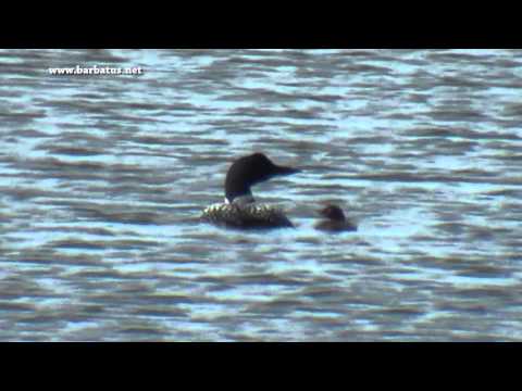 Colimbo grande ( Gavia immer ) Great Northern Diver