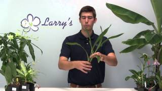 How to Grow Zygopetalum Orchids