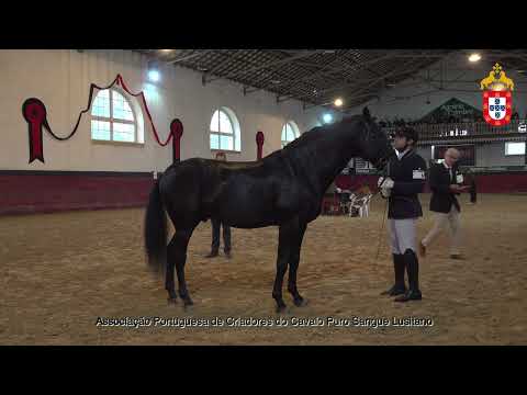 221022 5 Nero do Monte - Aprovação de Garanhões