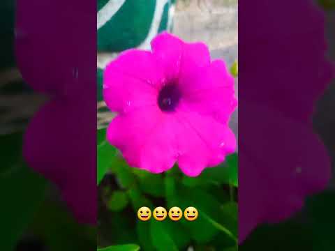 #Beautiful Flowers#FlowerLovers #Flowers4You#GardenFlowers#Blooming Flowers#NatureLovers