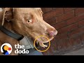 Woman Sees Tiny Legs Sticking Out Of Her Dog S Mouth The Dodo