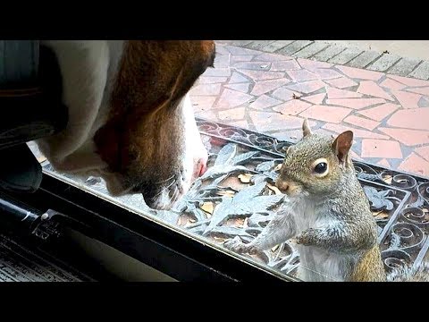 Eichhörnchen klopft jeden Tag - erst 8 Jahre später wurde der Grund bekannt!