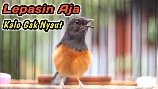 Download lagu HITUNGAN DETIK‼️KRETEKAN KERAS MURAI BETINA INI HANDAL BIKIN JANTAN DISITU LANGSUNG RESPON EMOSI mp3