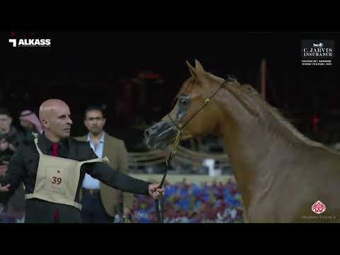 N 39 SABHA MUDHAR   Katara Int  Arabian Horse Festival 2023   Fillies 2 Years Old Class 2A