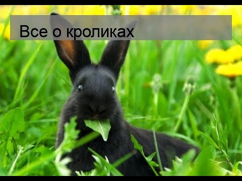 , title : 'Все о кроликах'