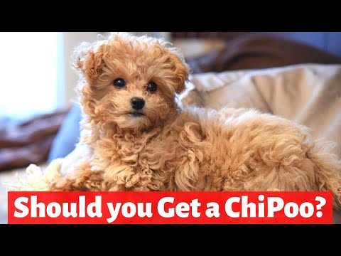 Chipoodle Dog