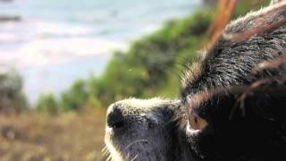 Melvins~piss pisstopherson/Hold It In