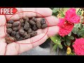 FREE ORGANIC FERTILIZER GOAT DUNG SHEEP DUNG Flowering Vegetable Gardening