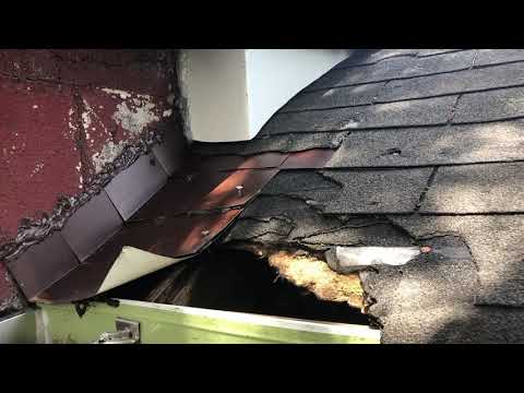 Safely Retrieving Adult Female Raccoon & Kits in New Brunswick, NJ