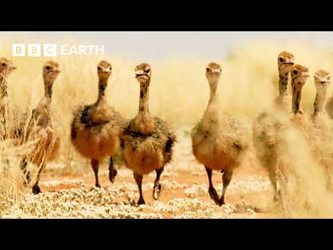 Baby Ostriches try to Survive Desert Heat | Narrated by David Attenborough | Africa | BBC Earth