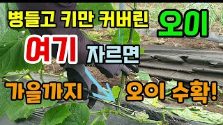 병들고 키만 커버린 오이 뽑지말고 여기 자르면 가을까지 오이 다시 키워 드실 수 있습니다 오이웃거름 병해충