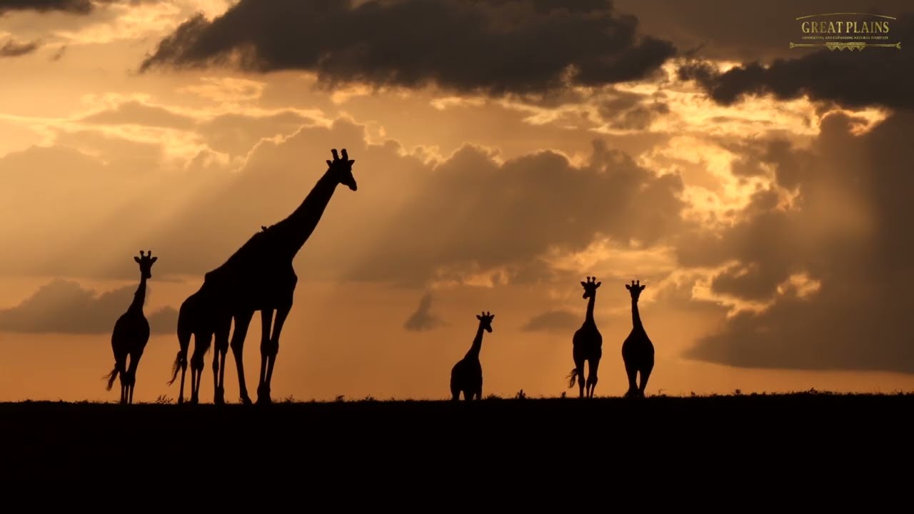 A Walk Through Mara Nyika Camp