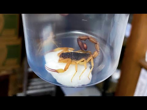 Salta hizo un segundo envío de alacranes al Instituto Malbrán para elaborar antídoto