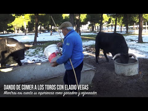 Dando de comer a los Toros Bravos con Eladio Vegas Mientras nos cuenta su experiencia como ganadero