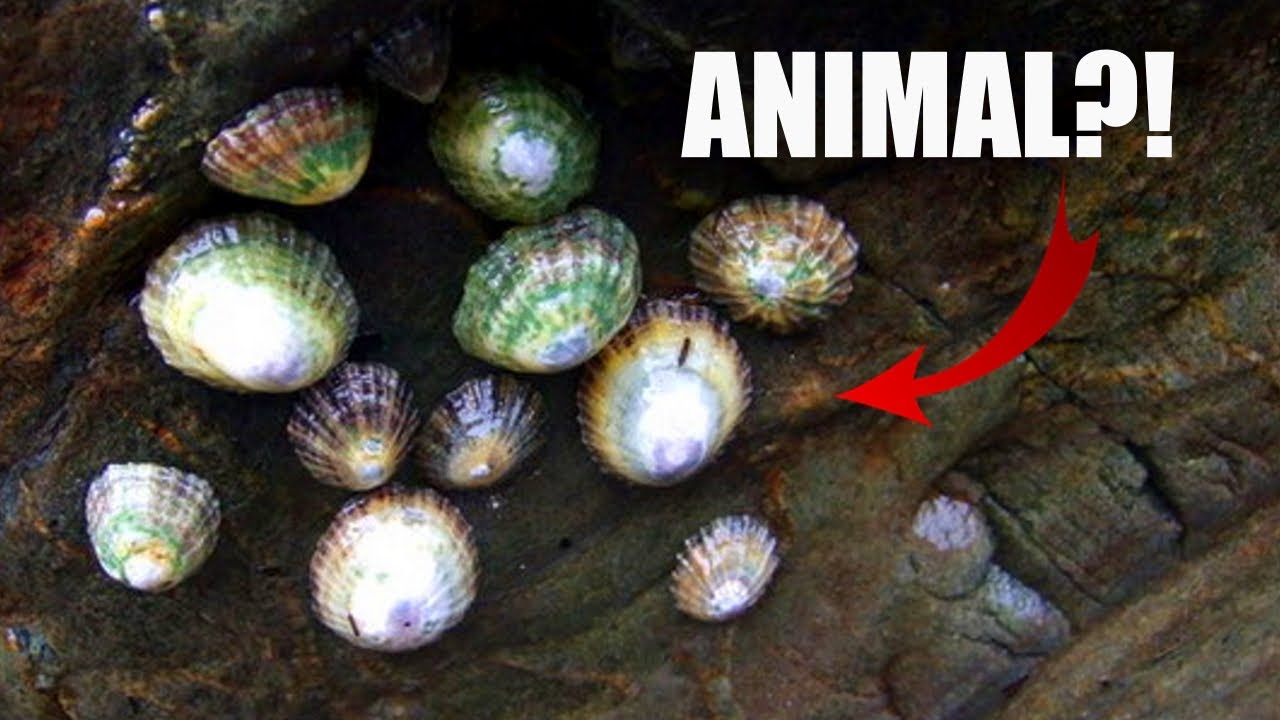 Limpet Facts: ANIMAL or ROCK?! 🐌 Animal Fact Files
