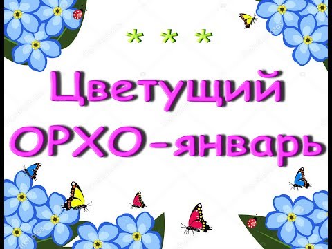 Январь:ЦВЕТУТ мои ОРХИДЕИ