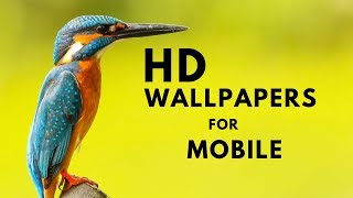 [Latest/Hindi/Urdu] How To Download HD Wallpaper For Your Android/Mobile