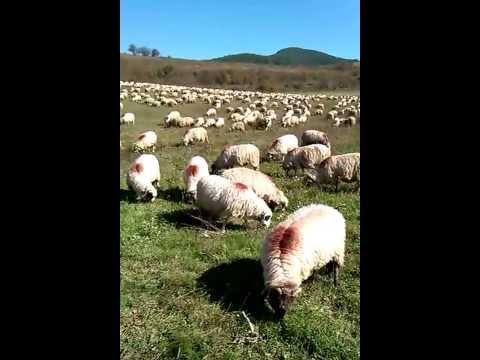 turma oi Recea Cristur 2