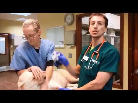 WOUND CLIP AND CLEAN at VCA Salem