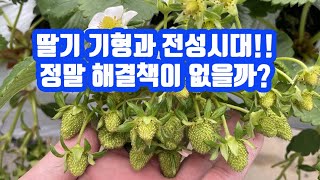 전국 딸기 기형과 전성시대!!! 기형과 예방 관리 방법은? Prevention of strawberry ma…