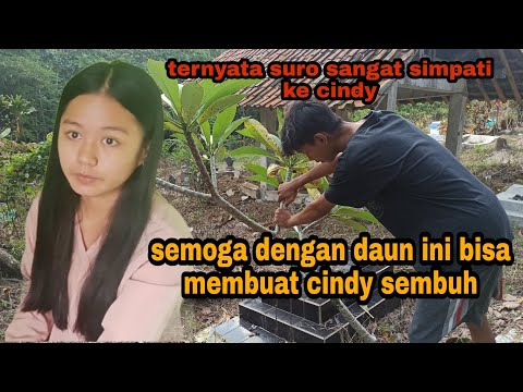 TERNYATA SURO SANGAT PEDULI KE CINDY/MENCARI DAUN KAMBOJA BUAT CINDY