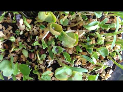 Seeds growing in fast forward - 5 min nature meditation
