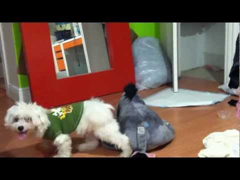 kammy el perro costeño MAMA BURRA