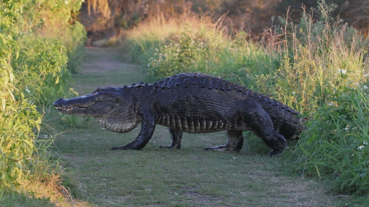 See Wildlife Up Close at the Circle B Bar Reserve VISIT FLORIDA