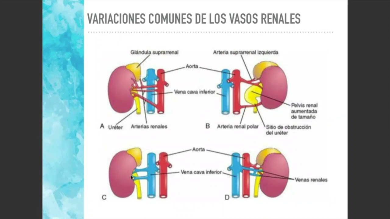Desarrollo del aparato urinario clase. Dra María Daniela Curé