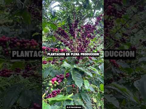 VENTA FINCA CAFETERA GUADALUPE HUILA