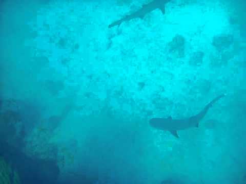 Die Haibande, Addu Atoll,Malediven