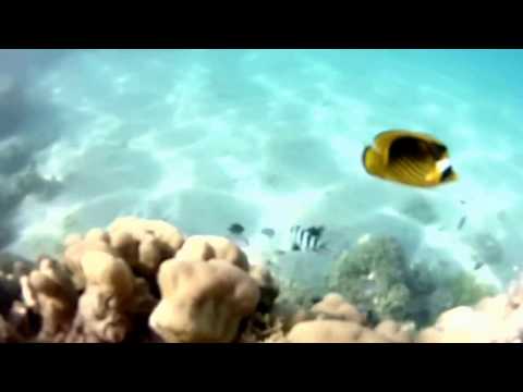 Reef Snorkeling of Diving.........