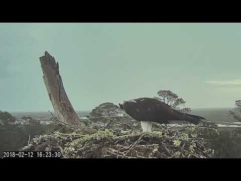 Male Delivers Small Fish On Savannah Osprey Cam – Feb 12, 2018