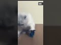 Boxing Kitty Gets Knocked Out Shorts Cute Funny