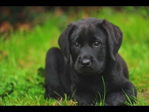 Labrador Compilation - Cute and Funny #16