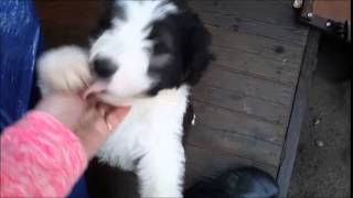 Black and White Aussiedoodle Puppy - Dreamydoodles.com
