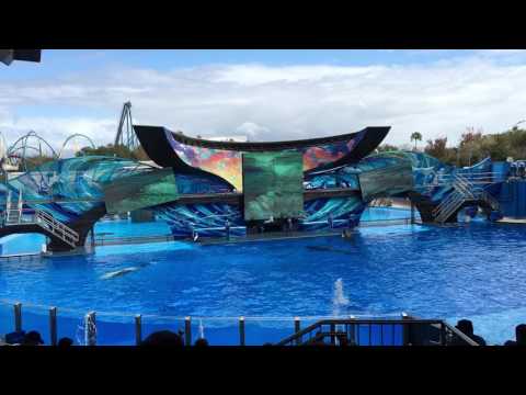 One Ocean show - SeaWorld Orlando - Shamu, Killer whale - FULL HD